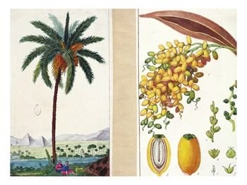 date-tree-and-fruitearly-nineteenth-century-giclee-print-c12063427.jpg